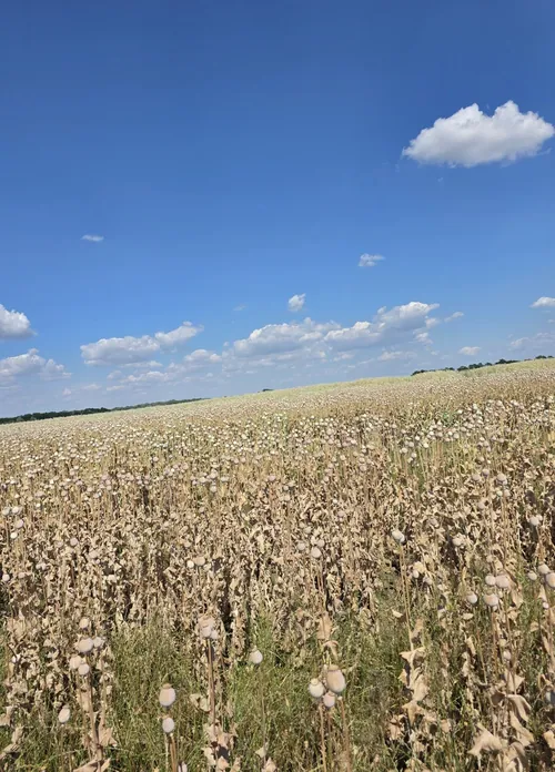 Érett máktábla a betakarítás előtt, toktermésekkel