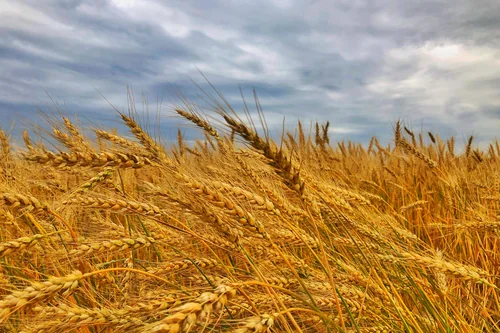 AG Hurem — őszi búza vetőmag